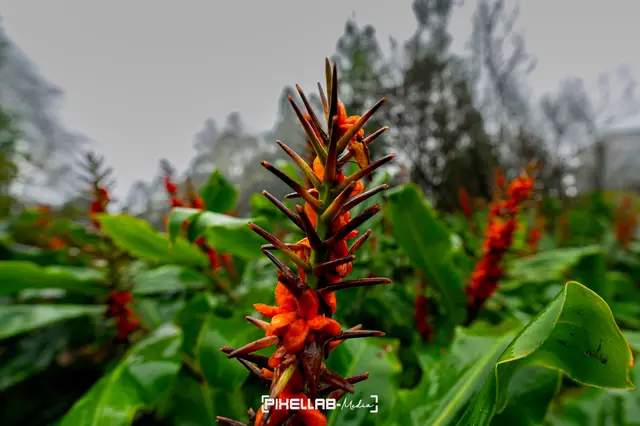 Azores, travel photo 12 of 199 by Pixellab-Media