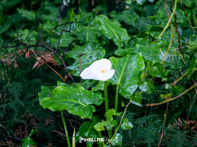 Azores, travel photo 153 of 199 by Pixellab-Media
