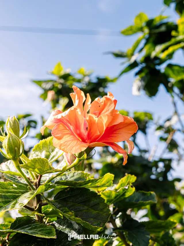 Azores, travel photo 162 of 199 by Pixellab-Media