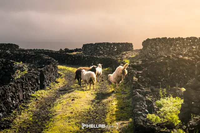 Azores, travel photo 164 of 199 by Pixellab-Media