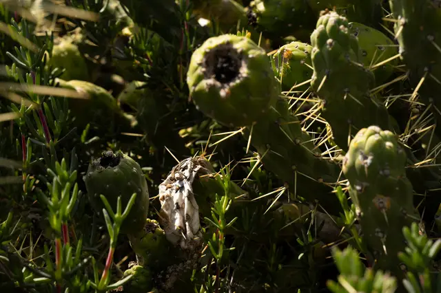 Madeira, travel photo 3 of 121 by Pixellab-Media