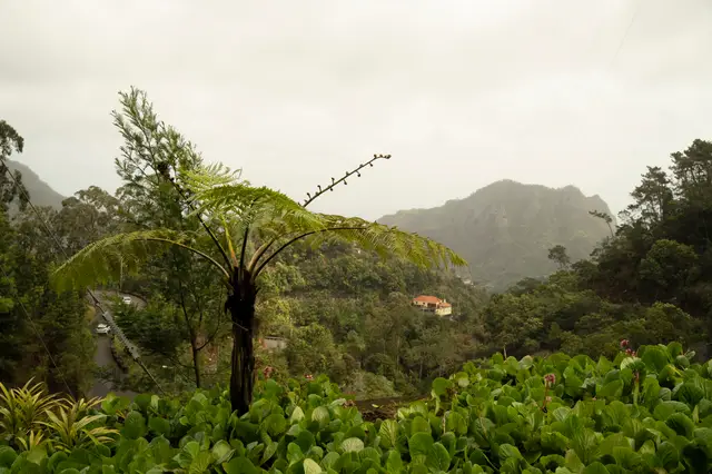 Madeira, travel photo 23 of 121 by Pixellab-Media