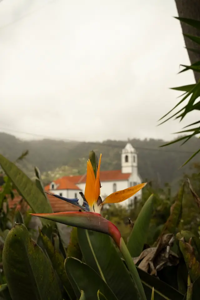 Madeira, travel photo 27 of 121 by Pixellab-Media